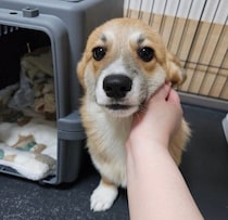 おとなしくて控えめだったコーギー子犬　1才になり見せた“内弁慶ならではの可愛い変化”にほっこり