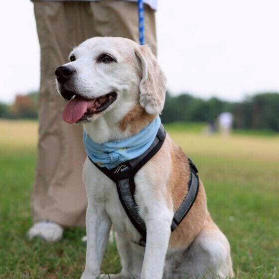 ビーグルのさくらちゃん