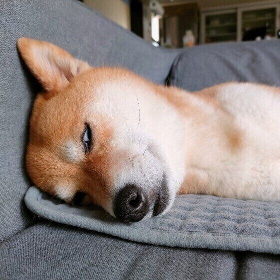 白目でお昼寝中の柴犬