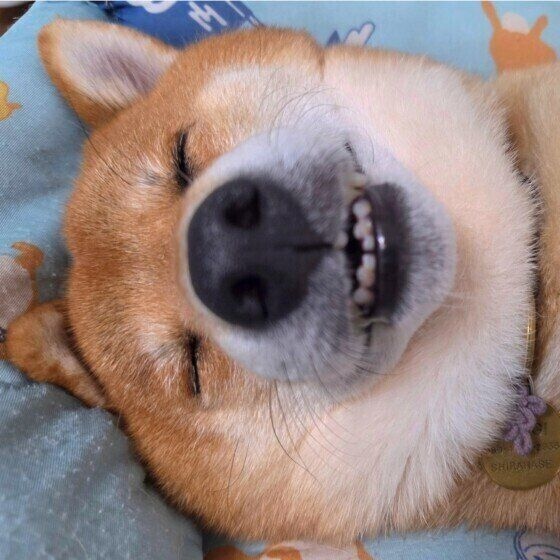 どんな夢を見ているのかな？ 