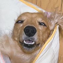 犬が白目をむいて寝るのはなぜ？　その理由と寝ているときの行動の意味を解説