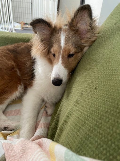 ウトウトしているシェットランド・シープドッグ