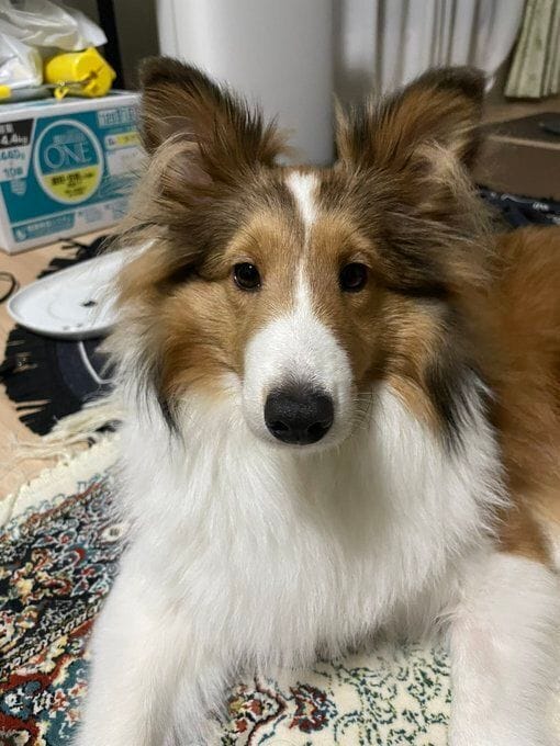 飼い主を見つめるシェットランド・シープドッグ