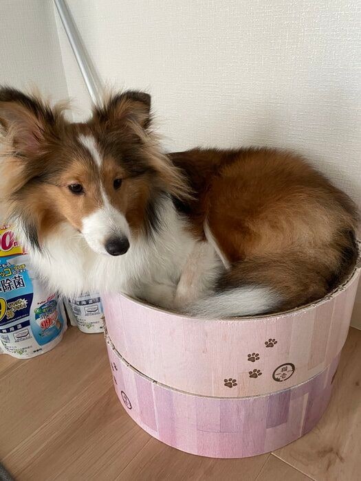 生後9カ月のシェットランド・シープドッグ