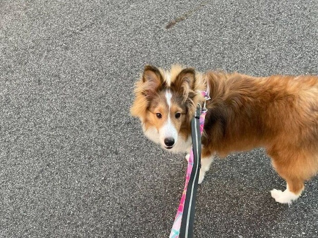 散歩中のシェットランド・シープドッグ