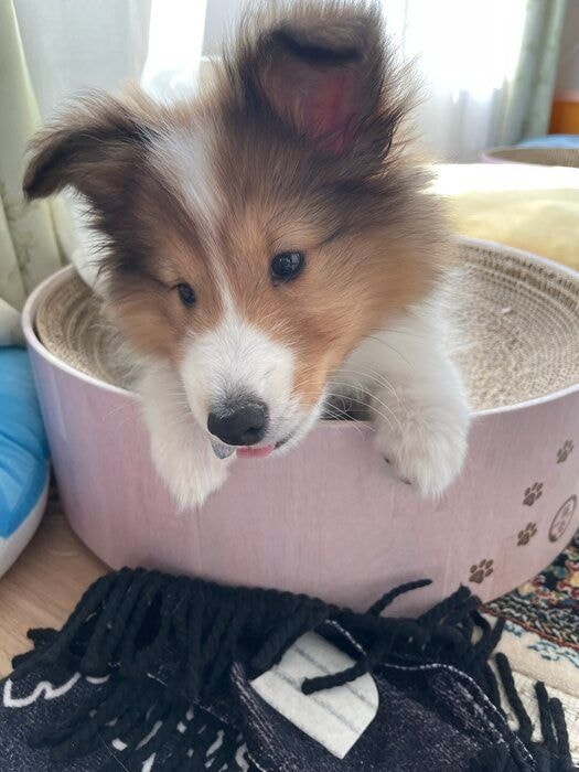 生後3カ月のシェットランド・シープドッグの子犬