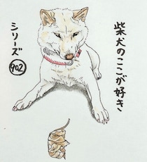 柴犬あるある、散歩中に“怪しいやつ”に出会いがちなとこ｜連載「ここ掘れここ柴」vol.301