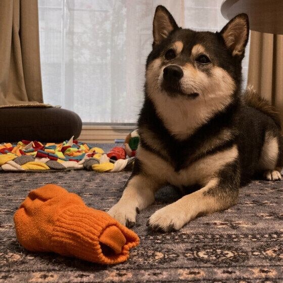 かまってもらいたい様子の柴犬