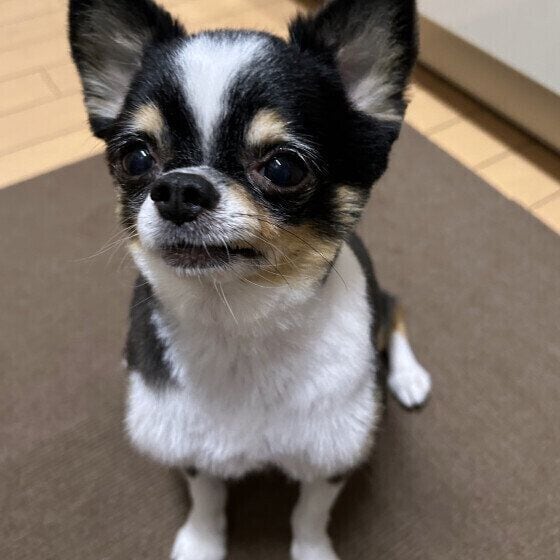 遊んでほしいチワワ