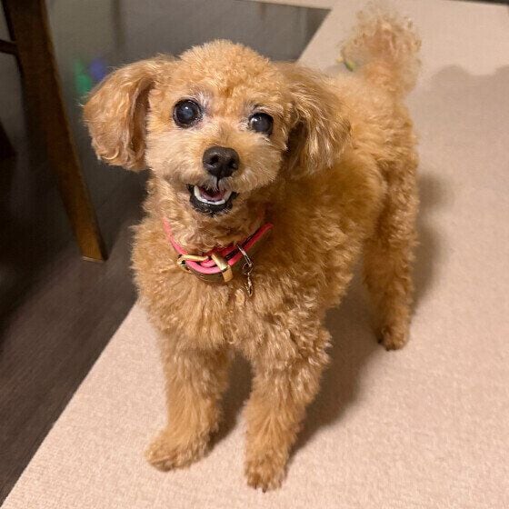 かまってもらいたいトイ・プードル