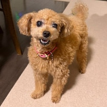 飼い主さんの“罪悪感”は禁物！　留守番時に潜む犬のストレスとは