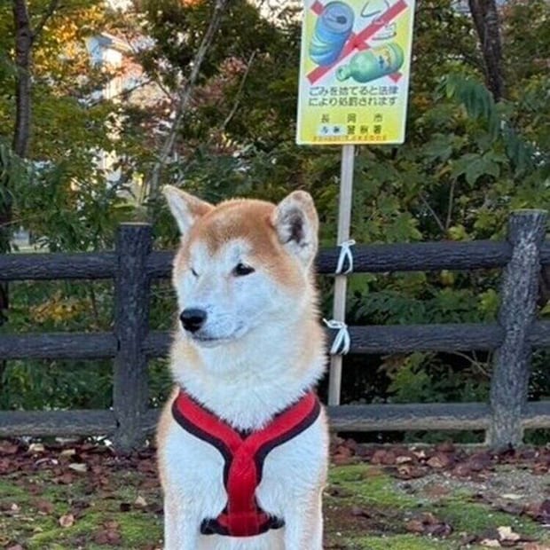 別の日にパパさんと遊んでいるときのなつちゃん