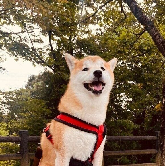 公園でママさんと遊んでいるときのなつちゃん