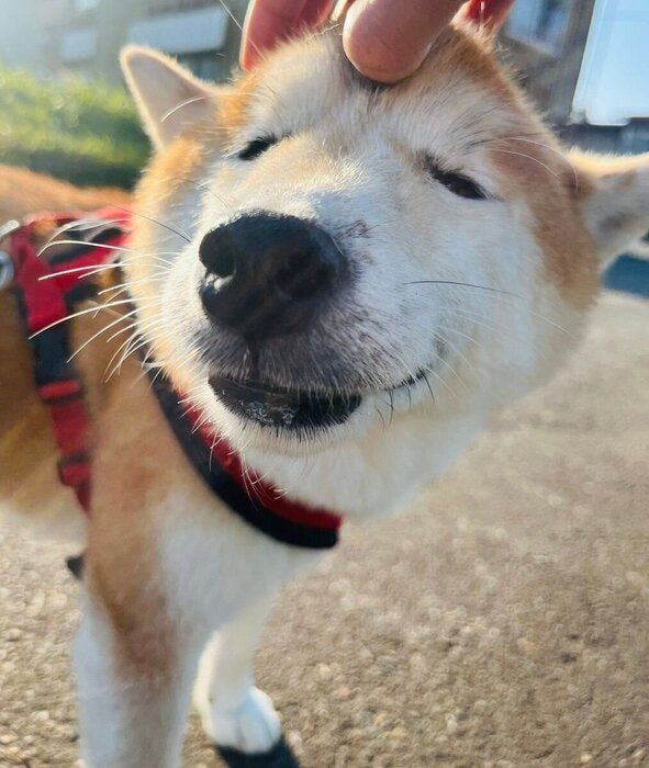 散歩の途中でなでられてうれしそうな顔をするなつちゃん