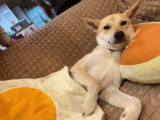 成長後の1枚　リラックスするらむねちゃんの様子