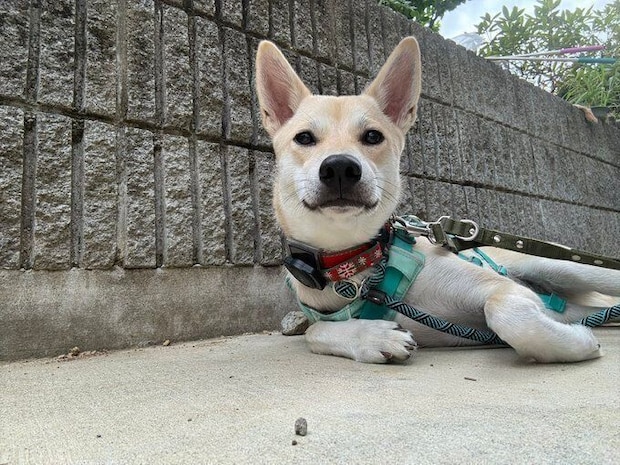 お外での様子　最近は、犬を連れている人なら大丈夫になってきたのだとか