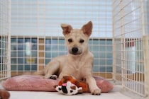 「この出会いを繋げなかったら後悔する」と迎えた元保護子犬　徐々に警戒心を解き、家族のなかに溶け込む様子に愛しさが溢れる