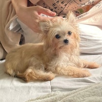 毛色も性格も大変化！　“ぱやぱや”でやんちゃだった子犬の「2年後の姿」にほっこり