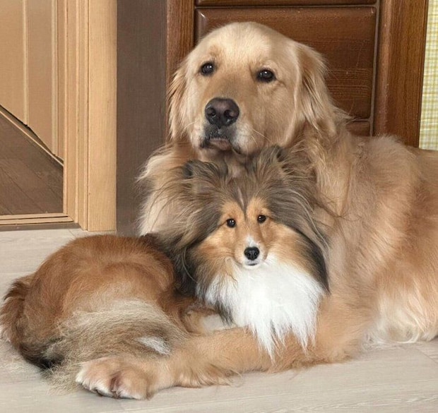 くっつくレオくんとアネラちゃん