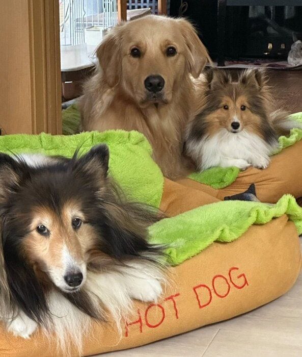 仲良しな愛犬たち