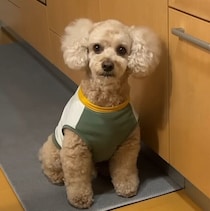 「もう寝る時間ですが？」寝室に行きたいトイ・プードル、ママに圧をかけて移動を催促