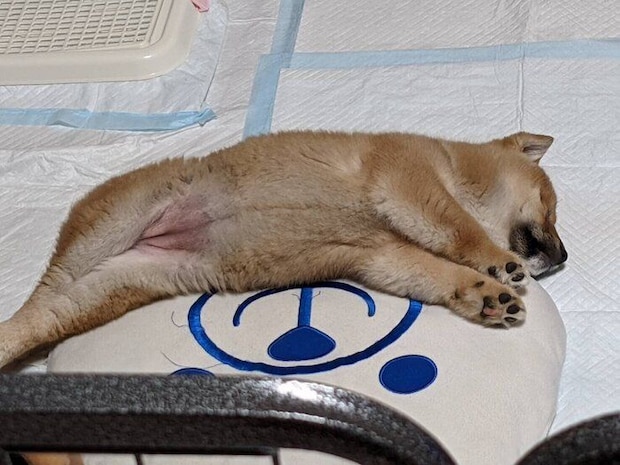 生後4カ月のころに撮影したモナカちゃん