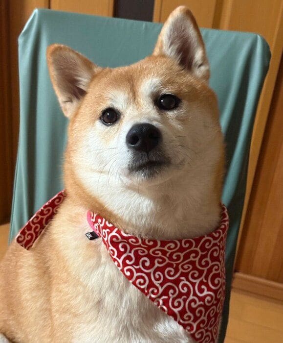 スカーフがお似合いなモナカちゃん