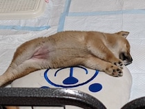 無防備に眠る姿が愛くるしい柴の子犬　4年後には“豊かな表現力”で家族を魅了する存在に