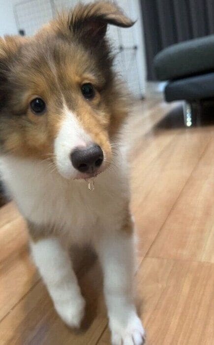 生後2カ月のシェットランド・シープドッグ