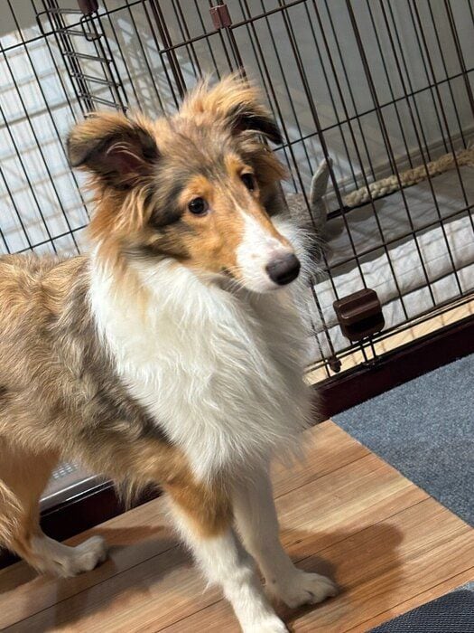 生後5カ月のシェットランド・シープドッグ