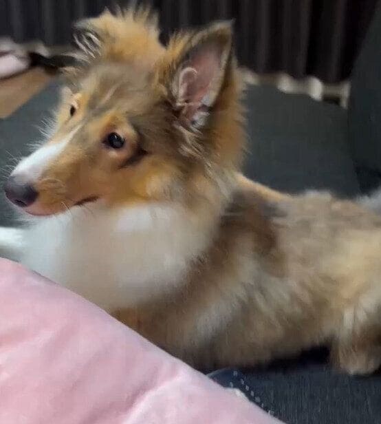 生後4カ月のシェットランド・シープドッグ