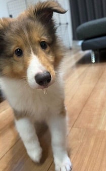 幼い顔つきが愛らしい生後2カ月のシェルティ子犬→約1年後ぐんと成長し「大切な家族の一員でかけがえのない存在」に！