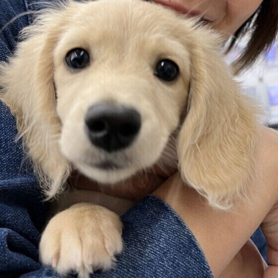 犬がくるくる回る理由は？ 犬がくるくる回るタイミングと注意点 いぬのきもち