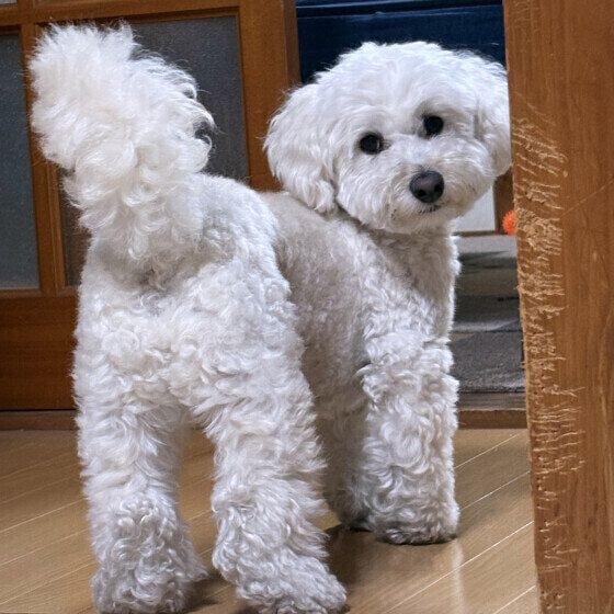 犬がくるくる回る理由は？ 犬がくるくる回るタイミングと注意点 いぬのきもち