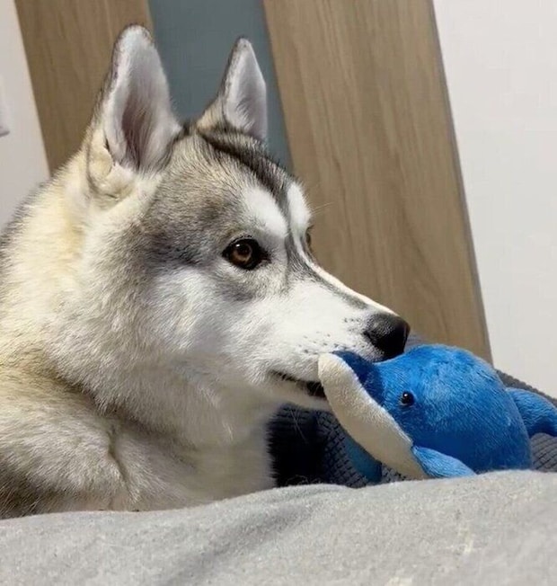 テレビ画面を見つめるグレイくん