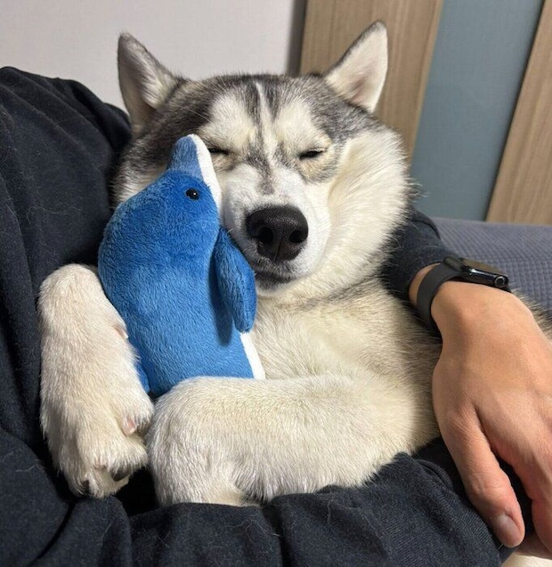 ぬいぐるみをギュッとするグレイくん