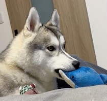 遊びを忘れるほど真剣!?　テレビに映る野生動物を見て固まるハスキーの心理とは？獣医師が解説