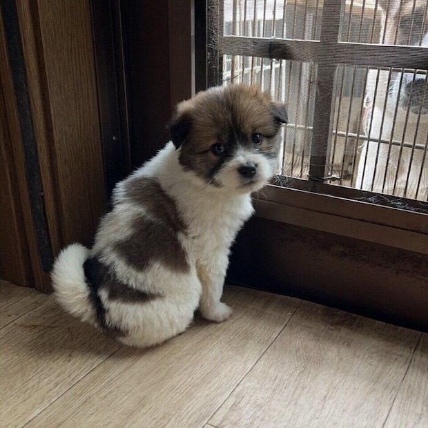 ほわほわだった頃のアルナちゃん