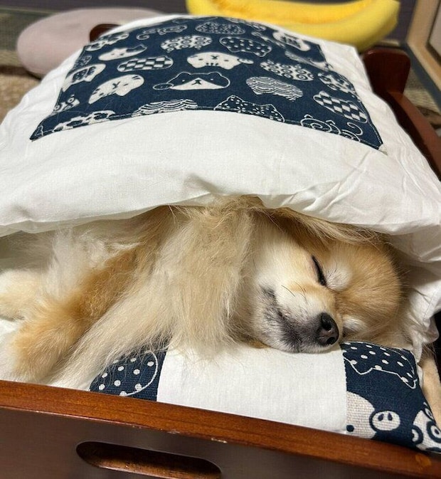 布団の中でぐっすり眠るいぶきちゃん