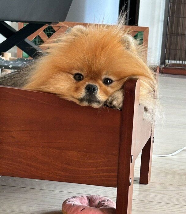 ベッドでまったりするめろんちゃん