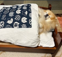 布団をかけて気持ちよさそうに眠る犬の寝姿にほっこり！寝相の良さに驚き！