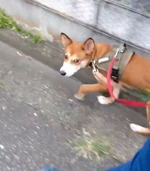 お散歩をするカンタくん