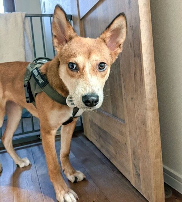 お散歩待ちのカンタくん