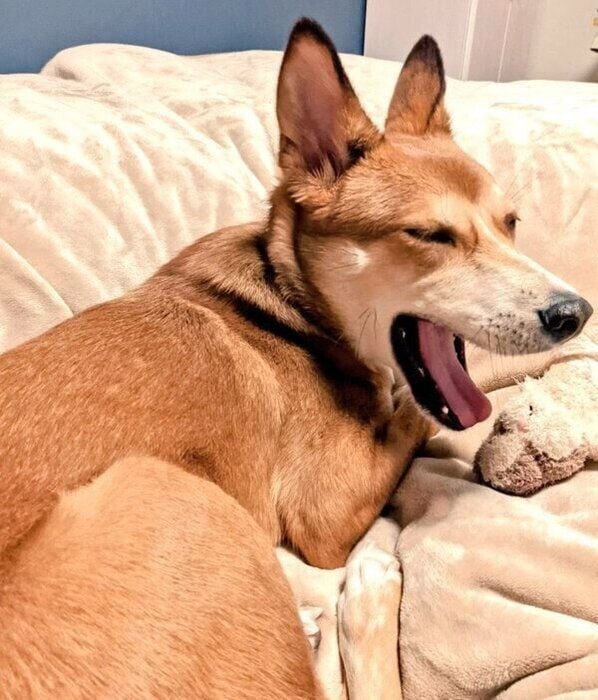 あくびをするカンタくん