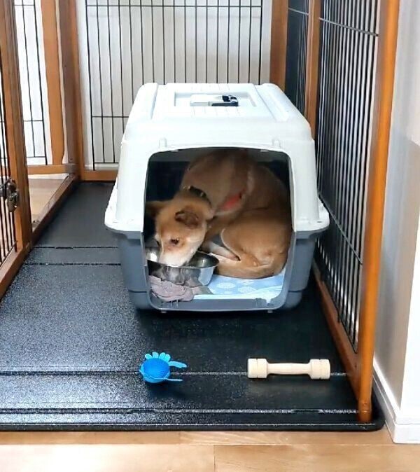 家に迎えたばかりのころのカンタくん