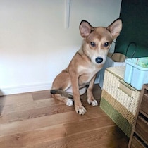 心を閉ざした野犬の子犬と出会い、「このコを笑顔にしたい」と決意　4年後の嬉しい成長の数々にグッとくる