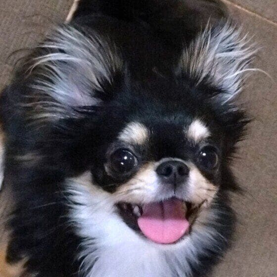 チワワのはるちゃん