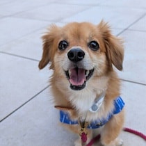 犬の目がキラキラ輝いて見えるのはどんなとき？調査と獣医師解説でわかる理由