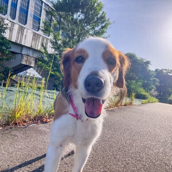 コーイケルホンディエのティアラちゃん