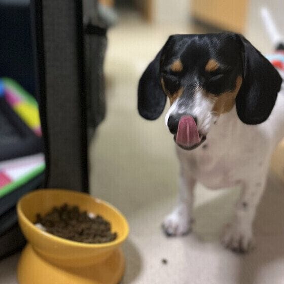 ミニチュア・ダックスフンドのるんたくん